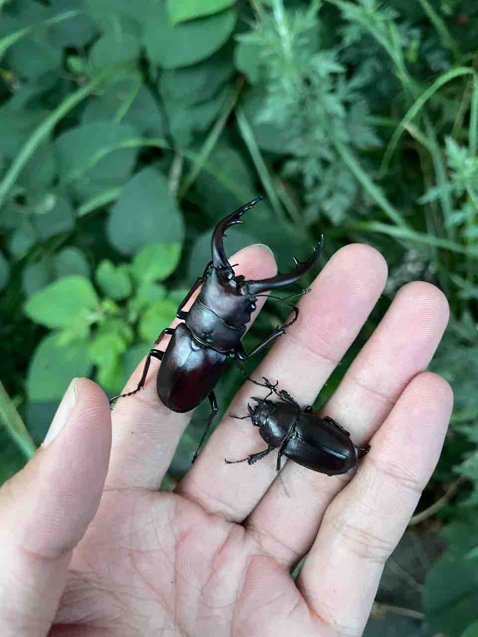 【極太・大型】伊豆大島産　ノコギリクワガタ　成虫ペア　♂68ｍｍ　♀フリー 伊豆大島産ノコギリが(もう)羽化（落胆TT;) - クワガタ狂カシオペアの