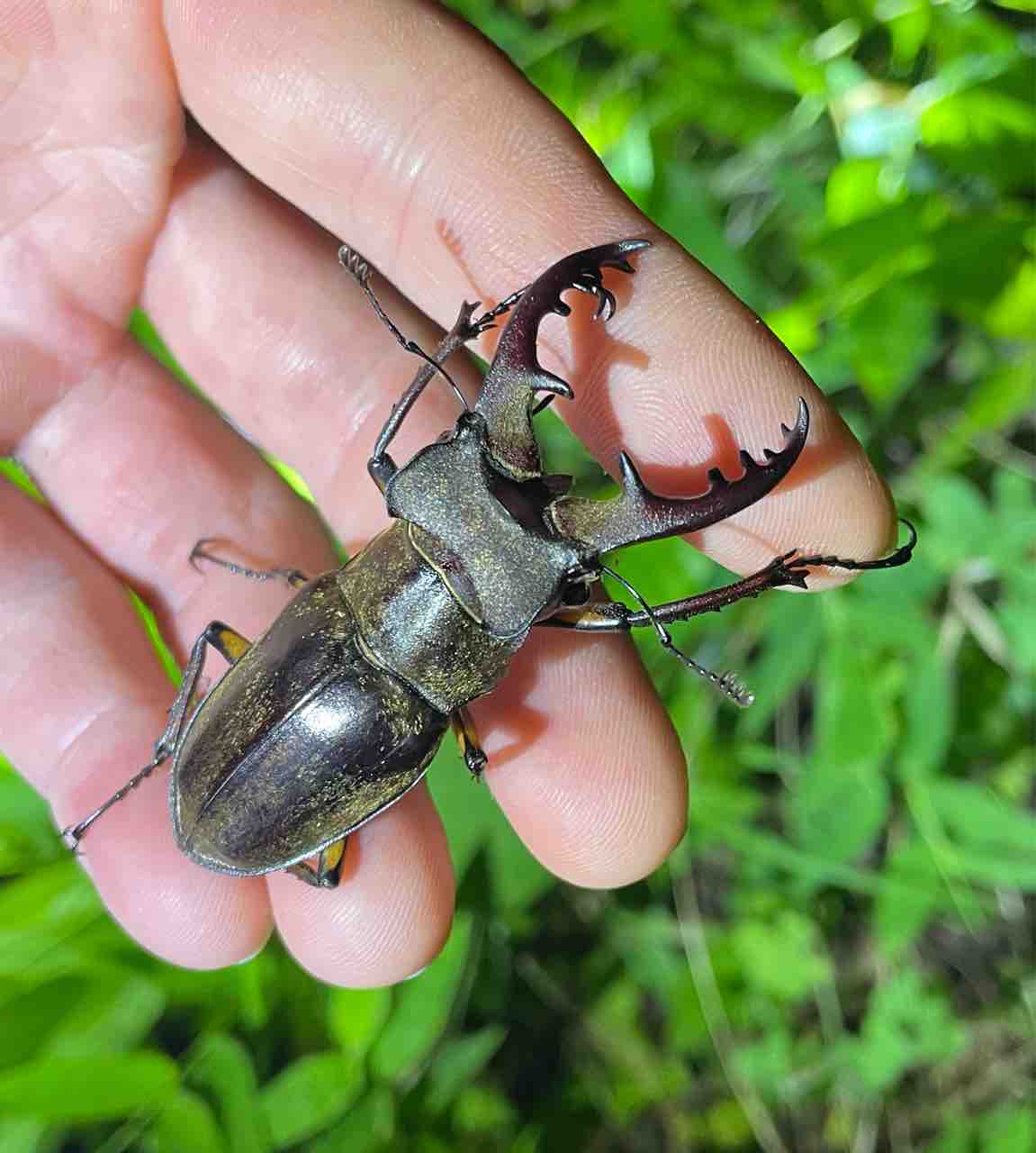 2021年カブトクワガタ採集記録〜6月中下旬編〜 : SUYのクワ部屋