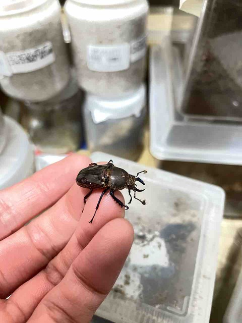 ドウイロクワガタ飼育記録 : SUYのクワ部屋