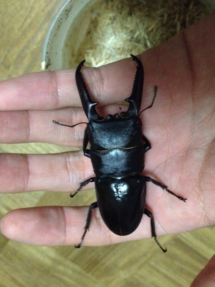 ツシマヒラタ掘り出し〜 : SUYのクワ部屋