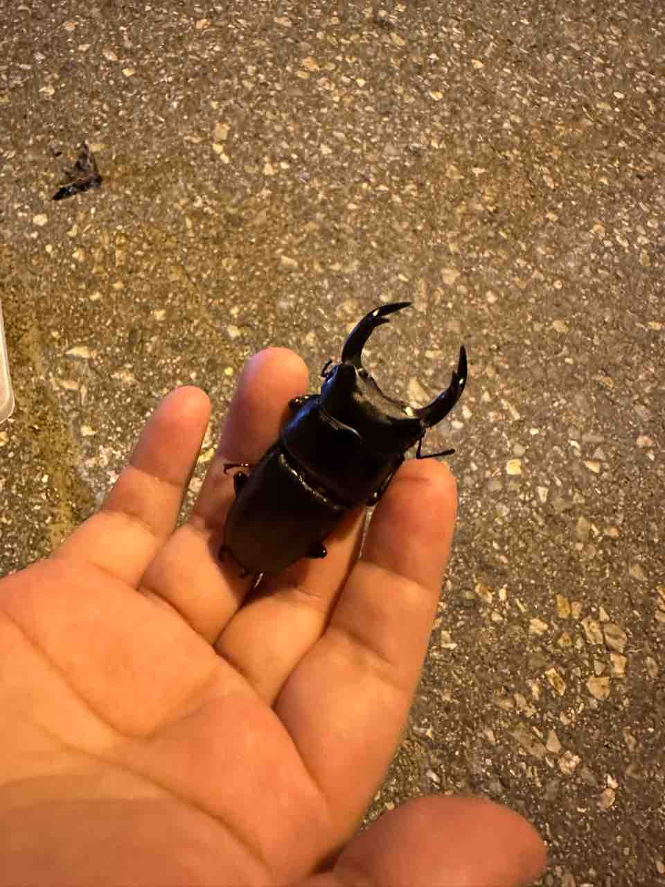 野外品/特大 希少産地オオクワガタ宮城県採集♂69㎜ 全国の