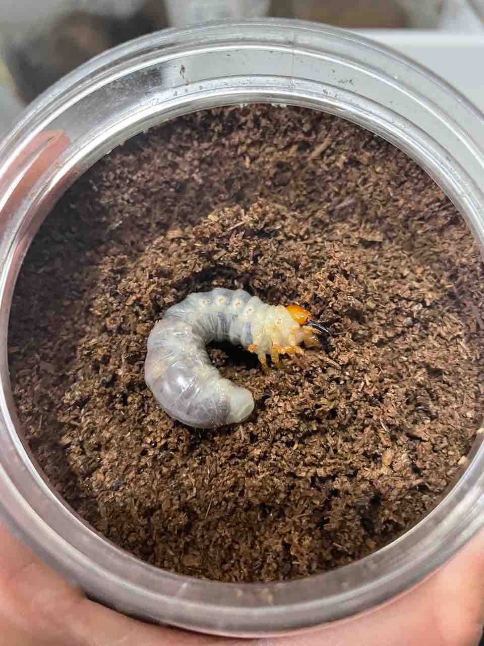 ペロッティシカクワガタ飼育記録-羽化〜産卵編 : SUYのクワ部屋