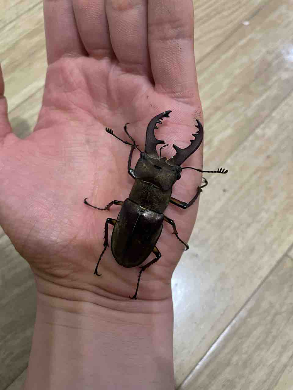 21年カブトクワガタ採集 下見 5月編 Suyのクワ部屋