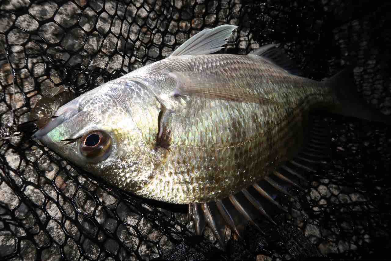 奄美大島のボトムチヌ ミナミクロダイ ナンヨウチヌ Up Days