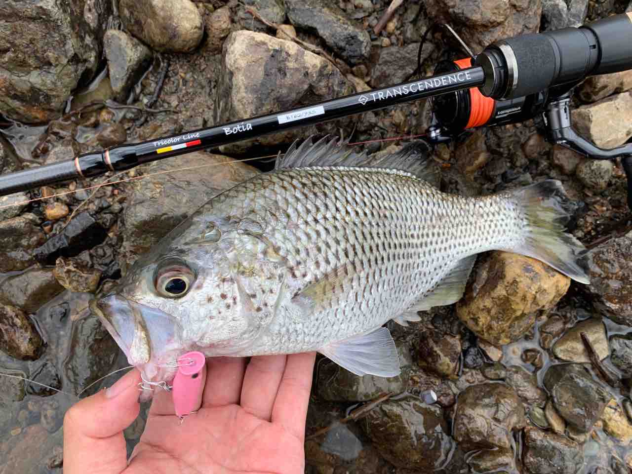 TRANSCENDENCE Botia ルアーロッド 専用ケース付き TRANSCENDENCE Botia ルアーロッド 専用ケース付き TRANSCENDENCE