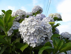 七月の紫陽花