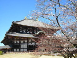 東大寺の桜