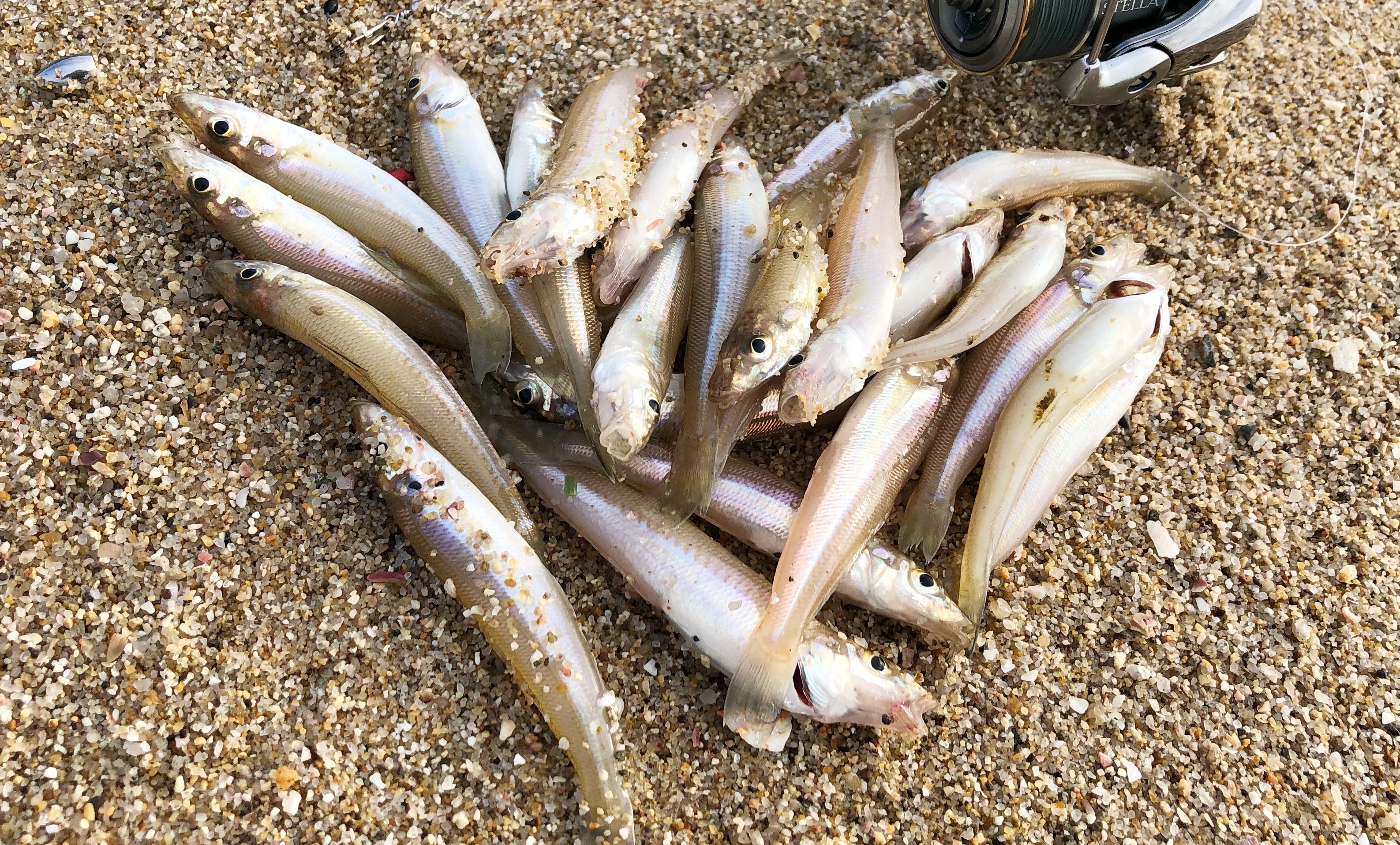 百均の塩麹でおいしい魚唐揚げ 小さなキスの簡単レシピ Blue Tetristの釣りノート