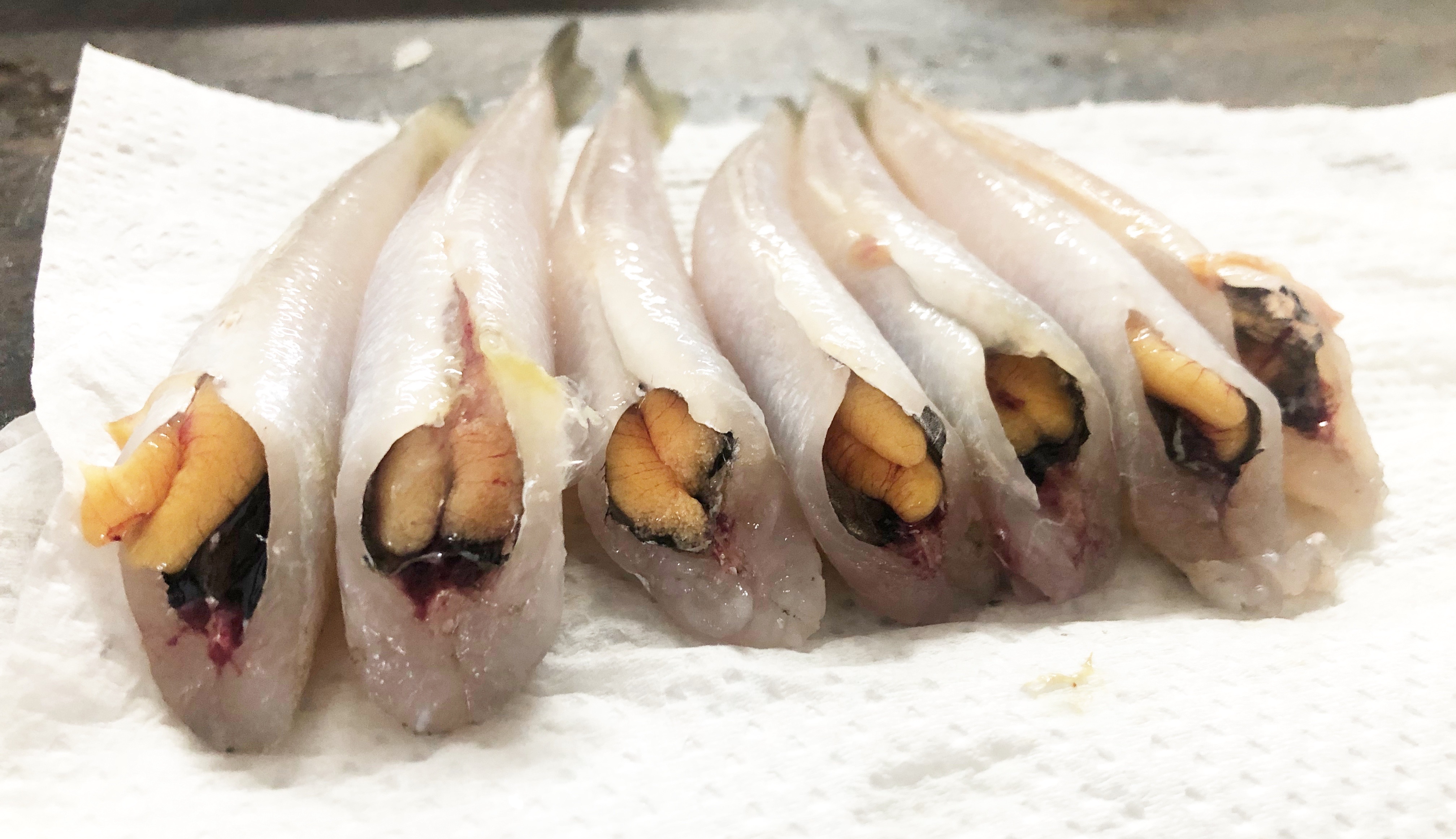 8 13狙いは漁港 須磨のキス釣り 猛暑のリスク対策 Blue Tetristの釣りノート