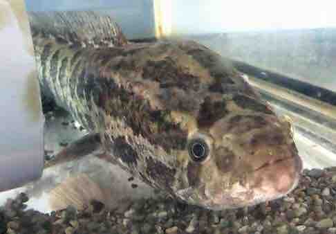 うまい まずい 幻の魚タケノコメバルをブレゼしてデュグレレしてみた結末 Blue Tetristの釣りノート