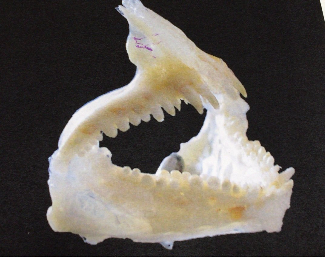 釣行口実集 夏休みの自由研究に魚の歯の標本 Blue Tetristの釣りノート