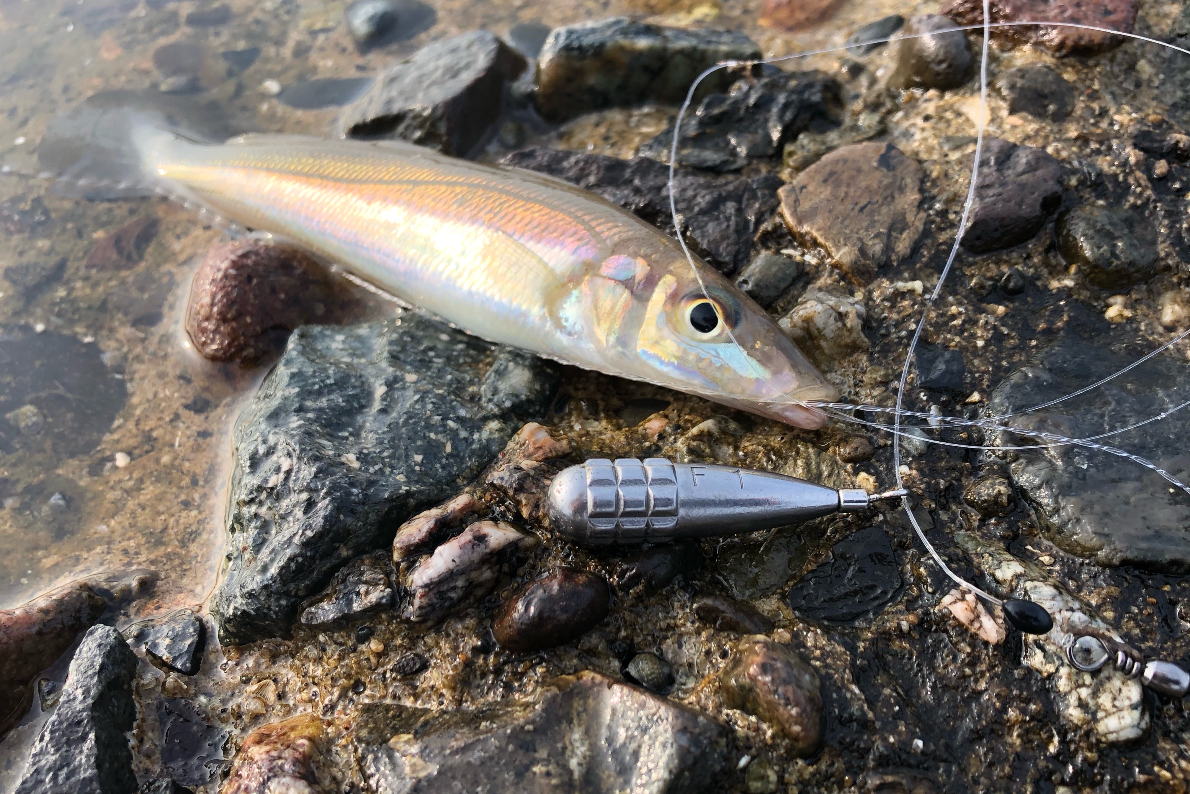 須磨の春キスはヘビキャロ×フリーリグでサイズを狙おう！ : blue