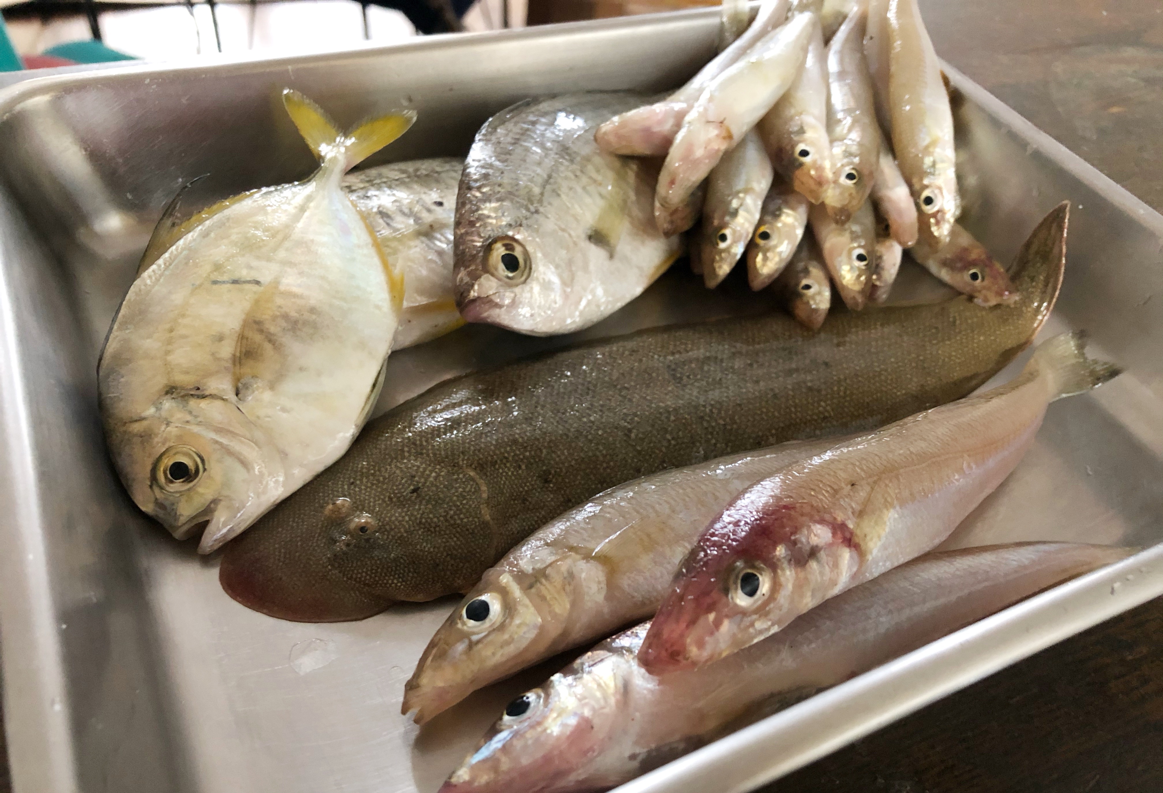 須磨西エリア キャロで爆釣も キス釣り初秋パターン Blue Tetristの釣りノート