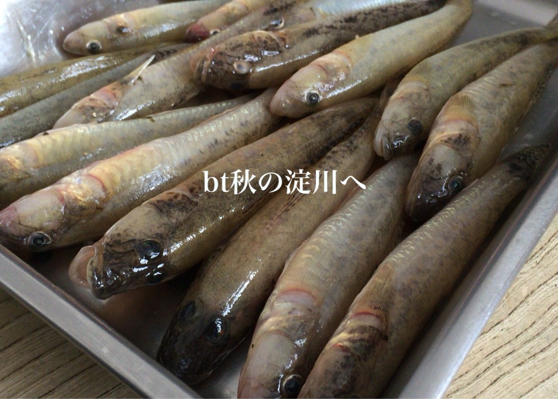 淀川秋の風物詩 丸々太ったハゼを釣ろう Blue Tetristの釣りノート 淀川秋の風物詩 丸々太ったハゼを釣ろう Blue Tetristの釣りノート