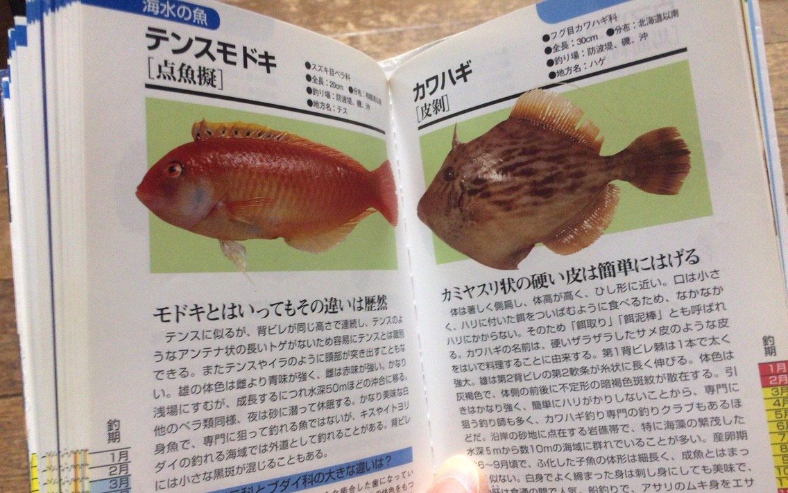 全釣り師の 必需品 おすすめ魚図鑑 Blue Tetristの釣りノート 全釣り師の 必需品 おすすめ魚図鑑 Blue Tetristの釣りノート
