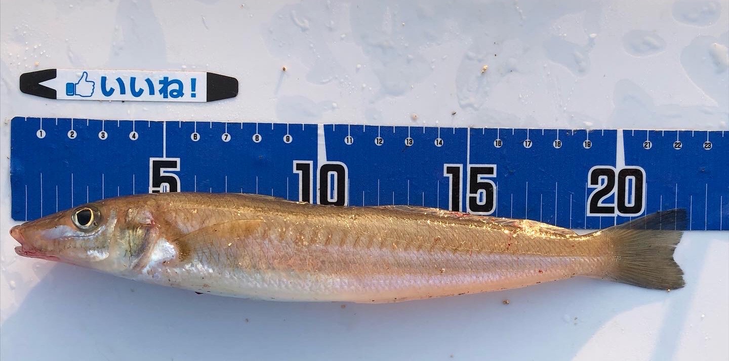 9 23初秋の須磨でキス22 5cm 超高級魚 潮を読む千守の法則 Blue Tetristの釣りノート