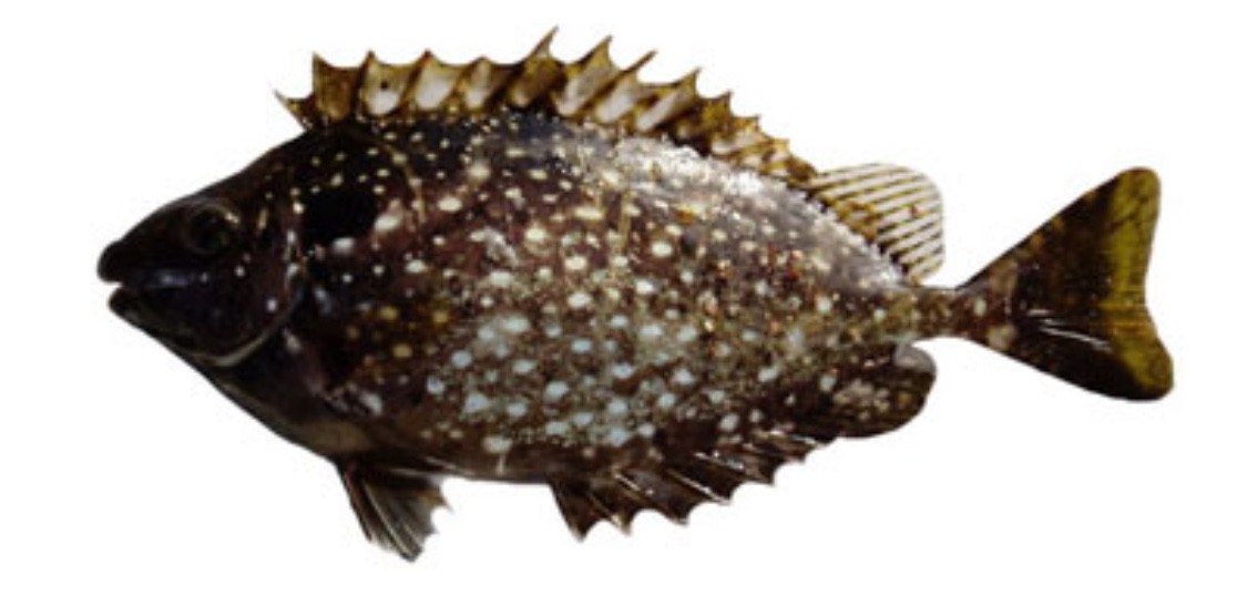 毒魚ハオコゼ対策にこれはどやろ Blue Tetristの釣りノート