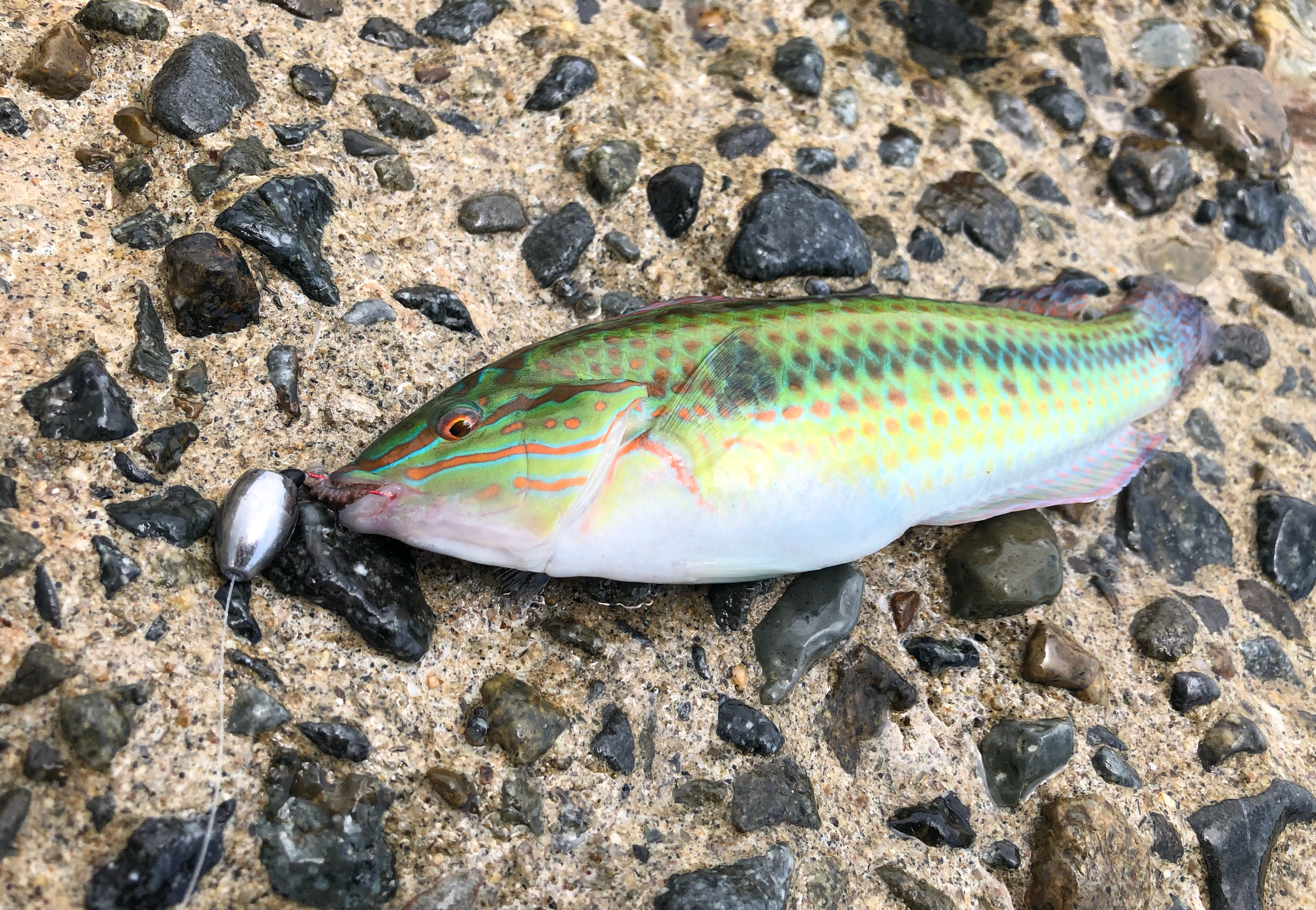 実戦 テキサスリグで 攻めのちょい投げ キス釣り Blue Tetristの釣りノート 実戦 テキサスリグで 攻めのちょい投げ キス釣り Blue Tetristの釣りノート