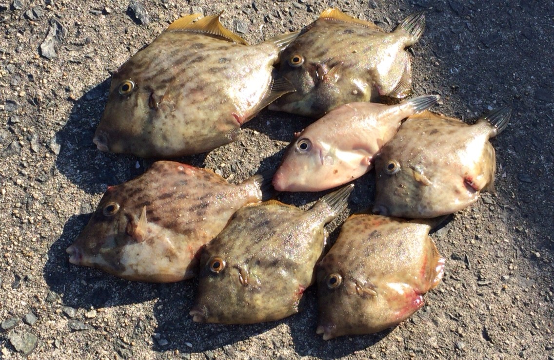 10 10須磨カワハギ あなたの狙いは数 型 キモパン Blue Tetristの釣りノート