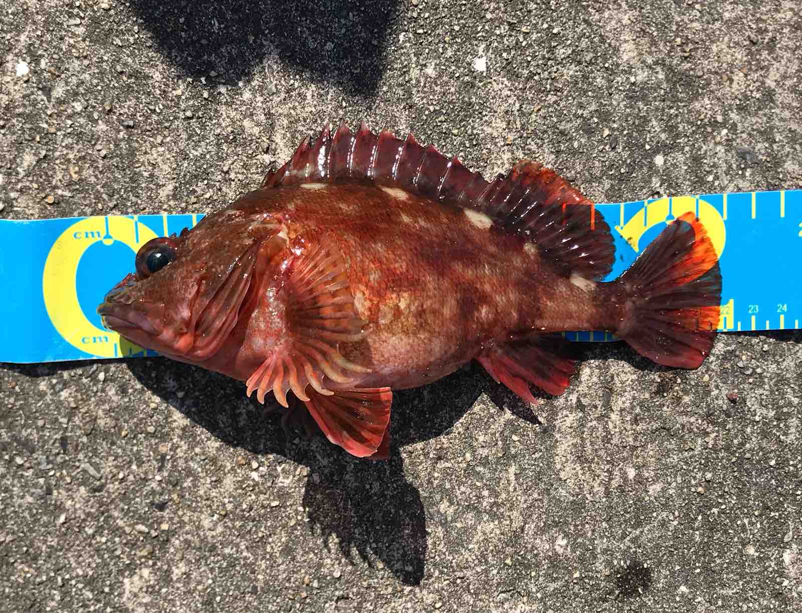低水温7 8 の平磯でガシラ サイズup穴釣りを解説 Blue Tetristの釣りノート 低水温7 8 の平磯でガシラ サイズup穴釣りを解説 Blue Tetristの釣りノート
