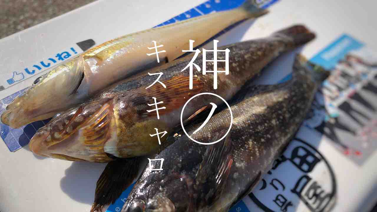 須磨キス開幕 アタリ100 の万能仕掛け キャロ でキスも根魚も Blue Tetristの釣りノート