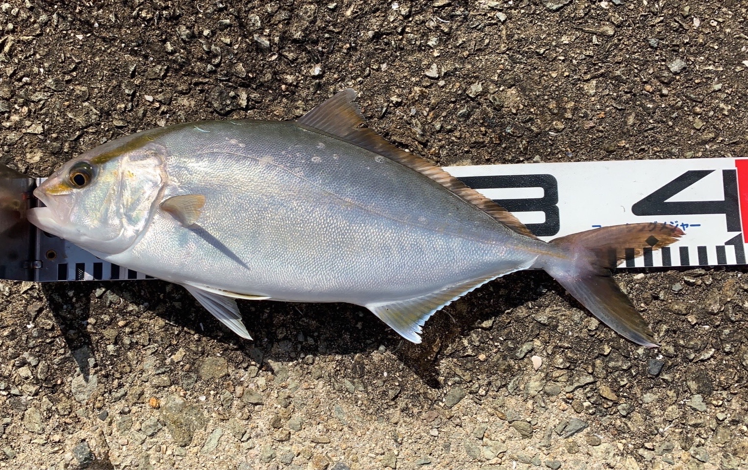 須磨浦一文字で旬のシオ連発 カンパチとブリはどう違う Blue Tetristの釣りノート