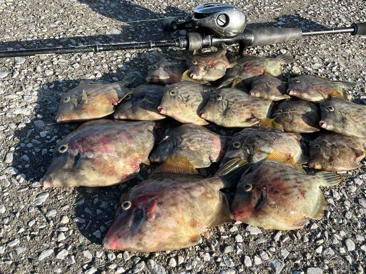 間違いだらけの堤防カワハギ釣り 仕掛け エサ ロッド リール 釣り方 Blue Tetristの釣りノート