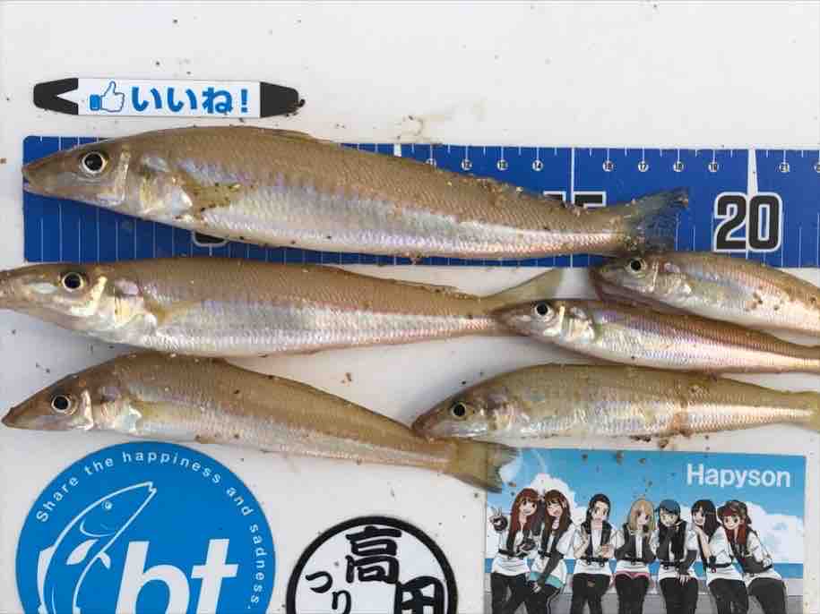 小さなキスの簡単お刺身 せごし 背越し の作り方 Blue Tetristの釣りノート 小さなキスの簡単お刺身 せごし 背越し の作り方 Blue Tetristの釣りノート