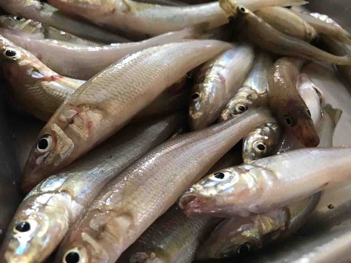 食べよう ピンギス全レシピ Blue Tetristの釣りノート 食べよう ピンギス全レシピ Blue Tetristの釣りノート