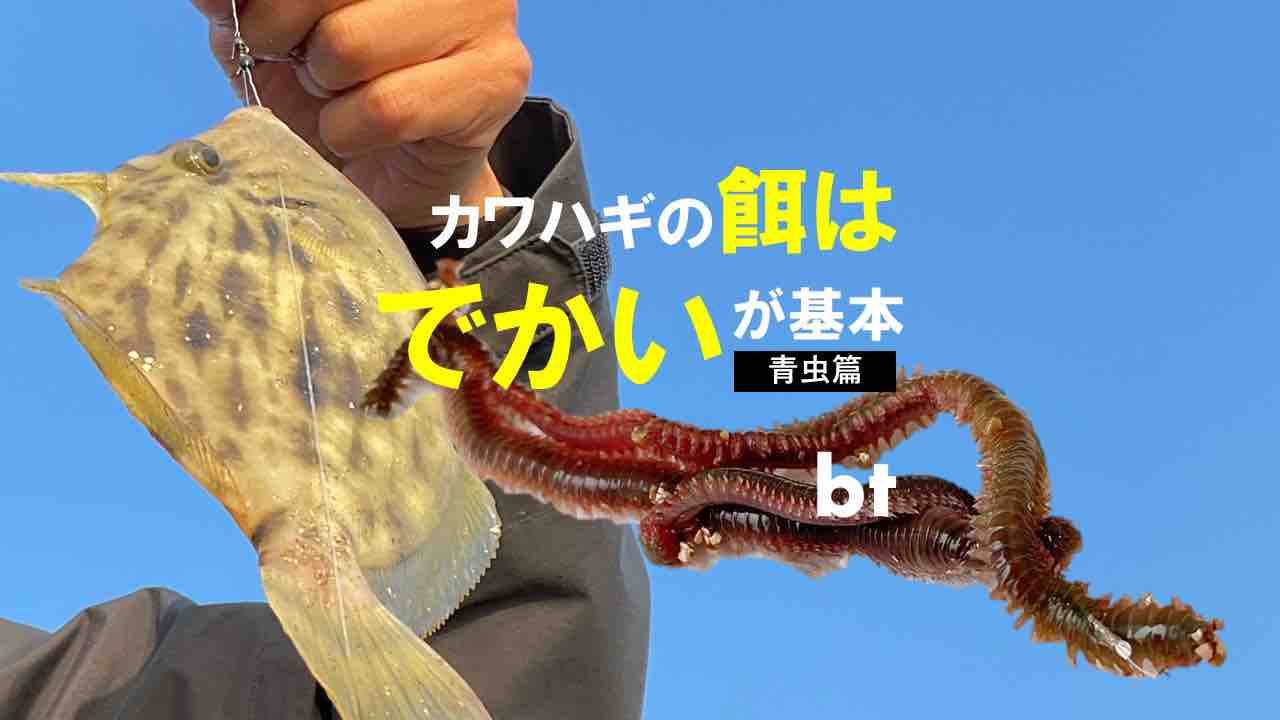 実戦 カワハギ釣り餌の付け方の基本 青虫 アオイソメ 篇 Blue Tetristの釣りノート