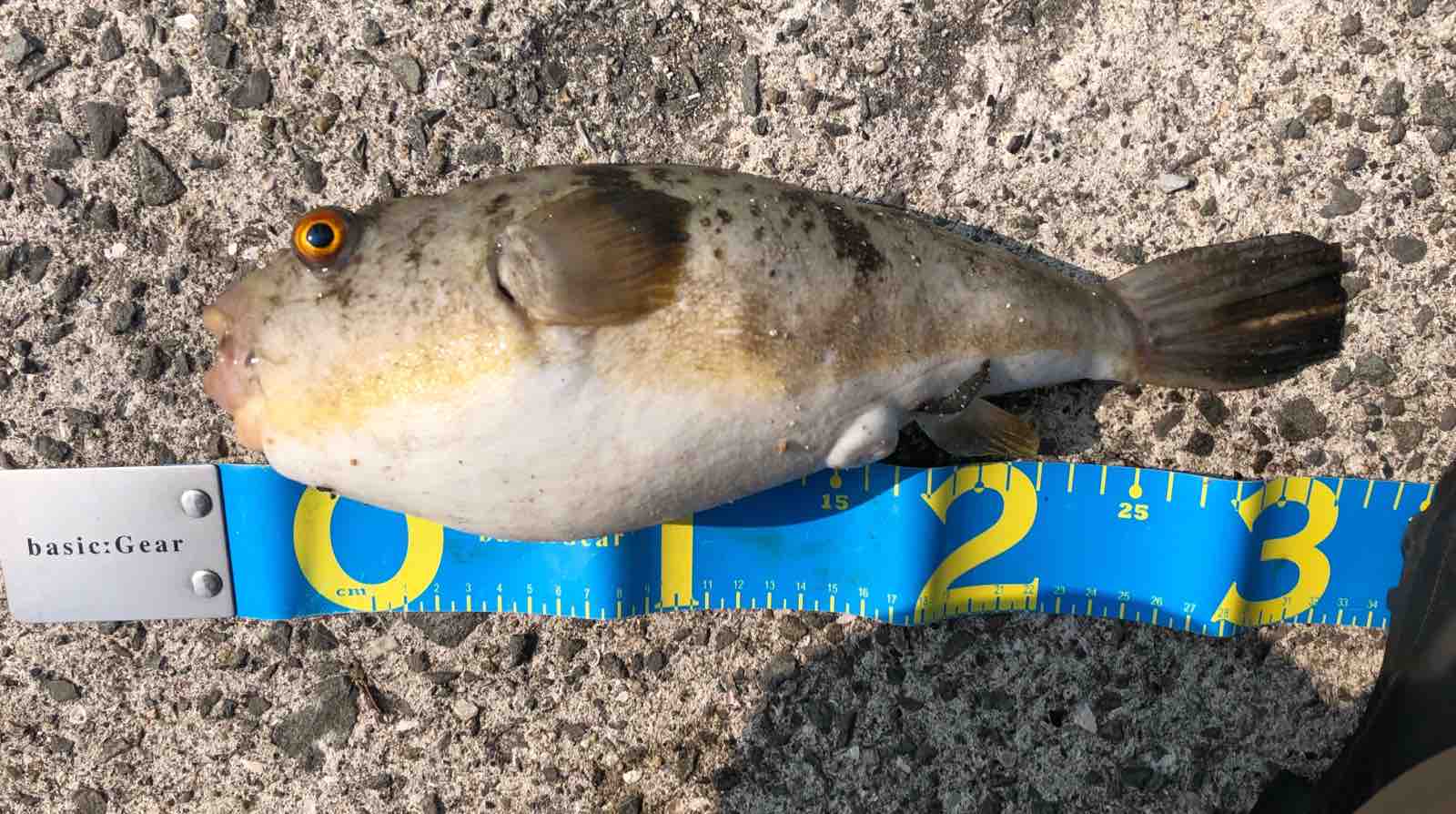 春先 投げ釣りでボウズを食らわない技術 Blue Tetristの釣りノート