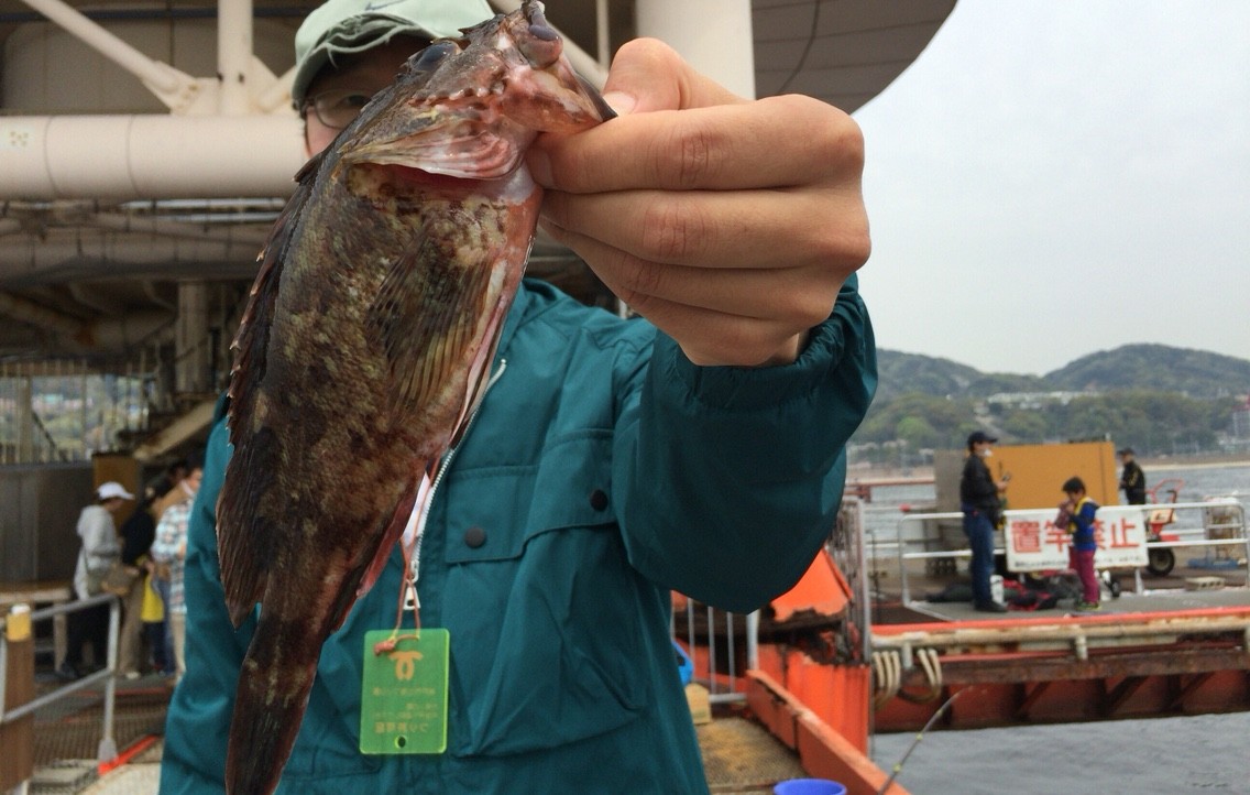 4 10 ガシラ メバル釣り大会 須磨海づり公園 Blue Tetristの釣りノート