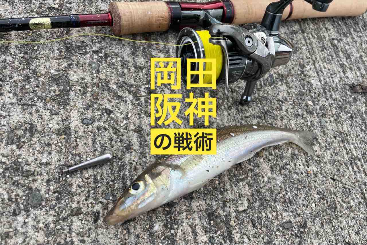 岡田阪神の戦術でキス23cm！アジは依然爆釣、ジャンボイワシも