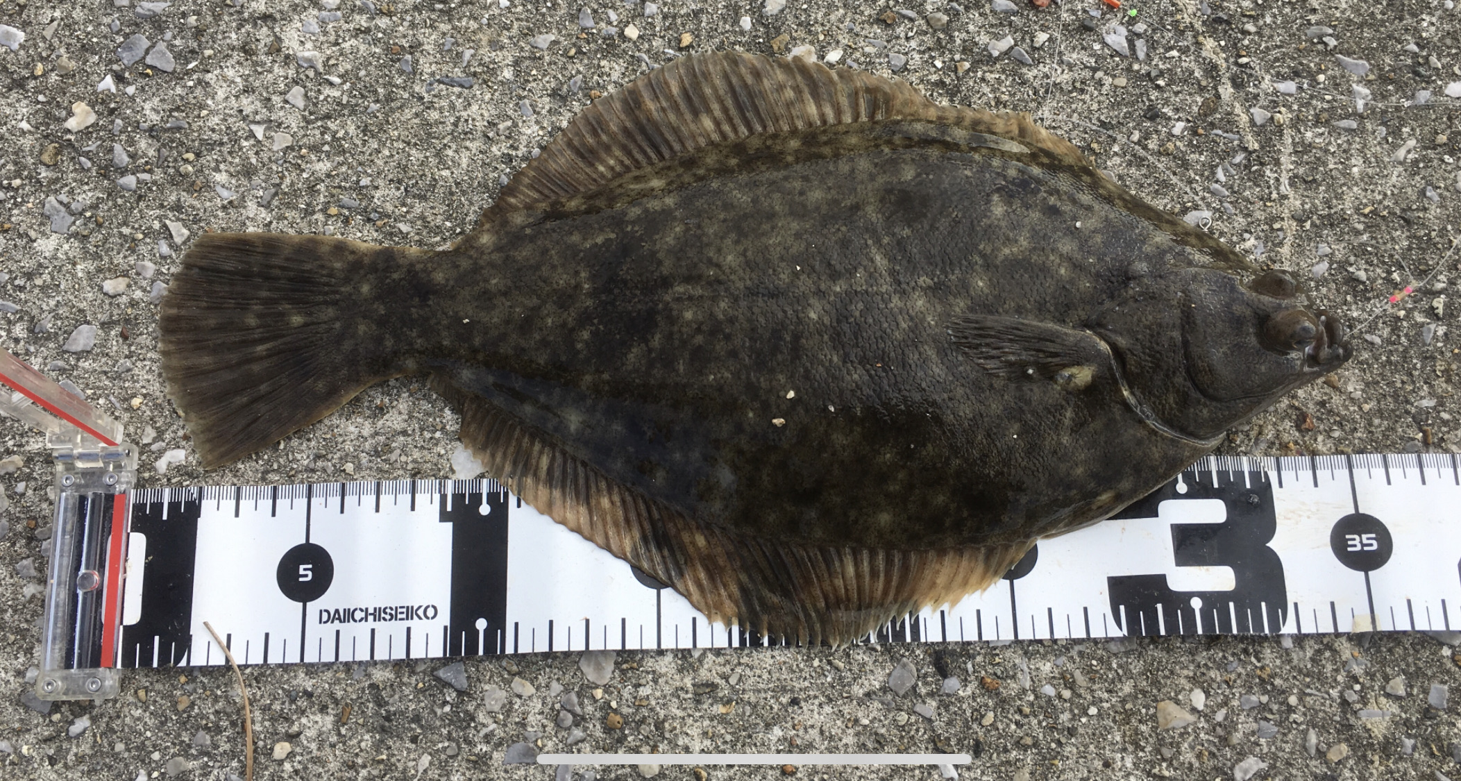 初心者でも 狙って釣る肉厚カレイ 道具とポイント選び Blue Tetristの釣りノート