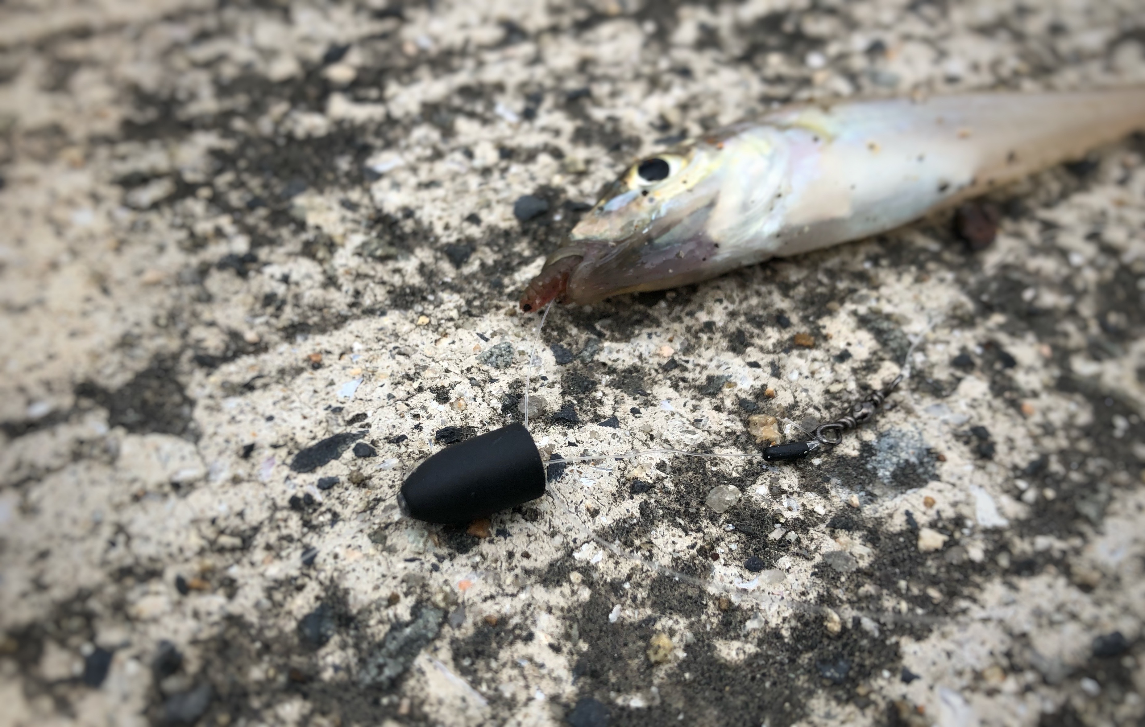 7 5須磨キス ライトキャロ 調査 写真で分かる白昼の西エリア必勝法 Blue Tetristの釣りノート