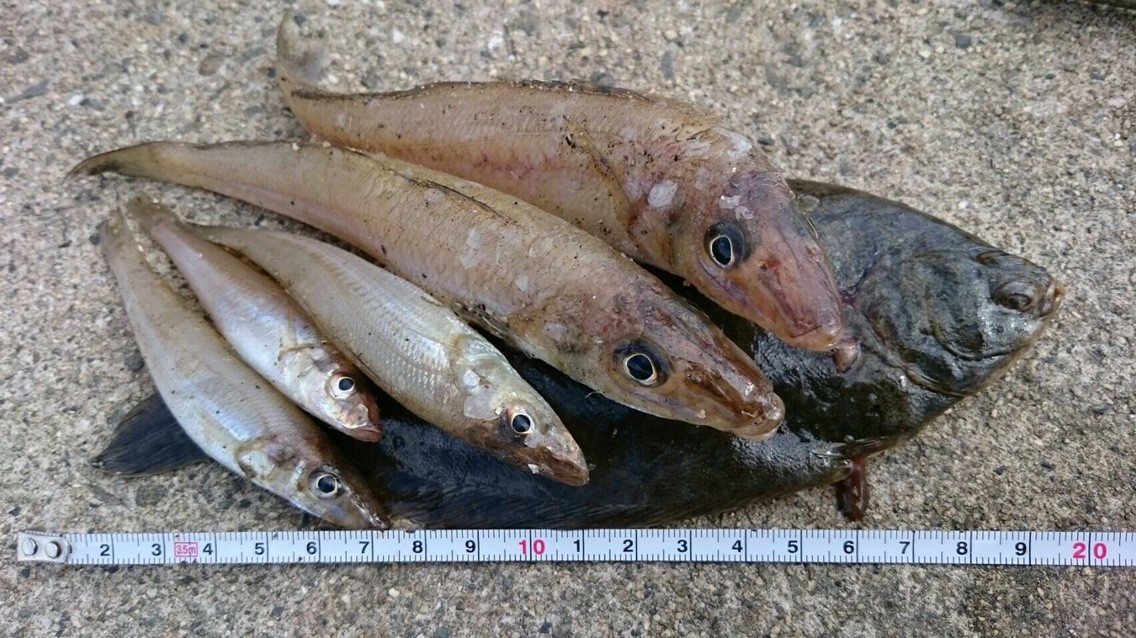 トップ100雨の後 釣り すべての魚の画像 トップ100雨の後 釣り すべての魚の画像