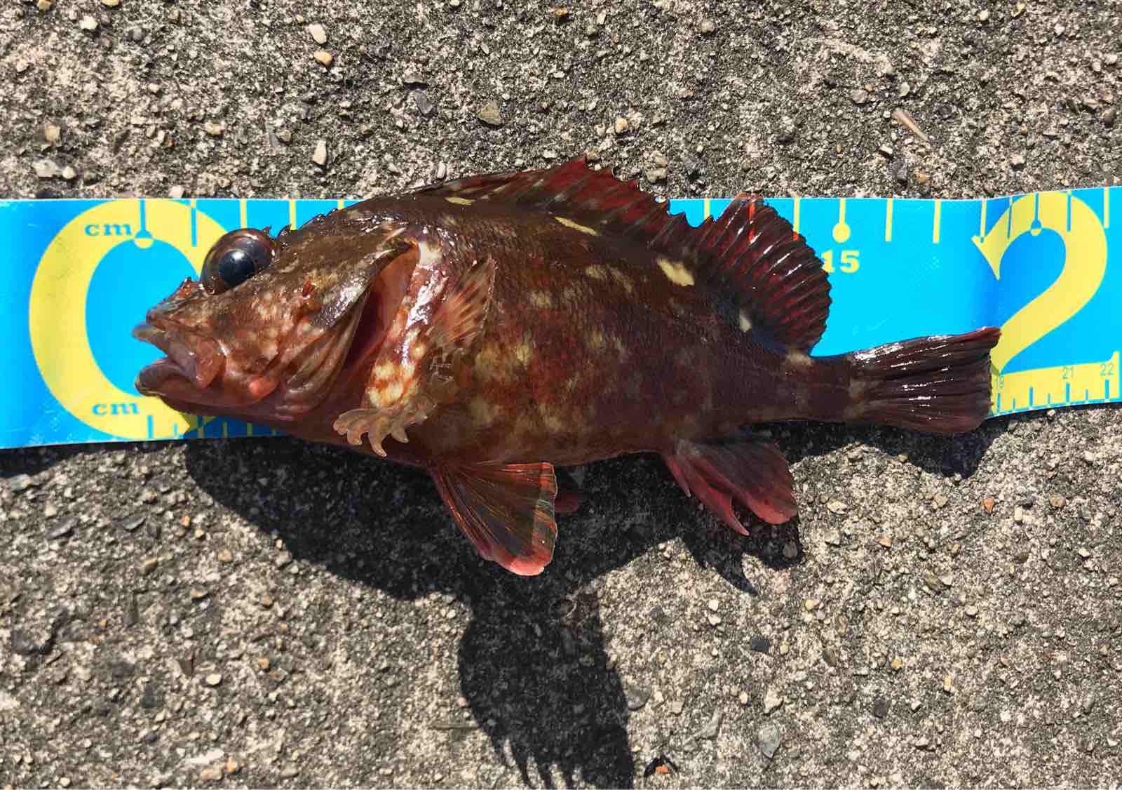 低水温7 8 の平磯でガシラ サイズup穴釣りを解説 Blue Tetristの釣りノート 低水温7 8 の平磯でガシラ サイズup穴釣りを解説 Blue Tetristの釣りノート