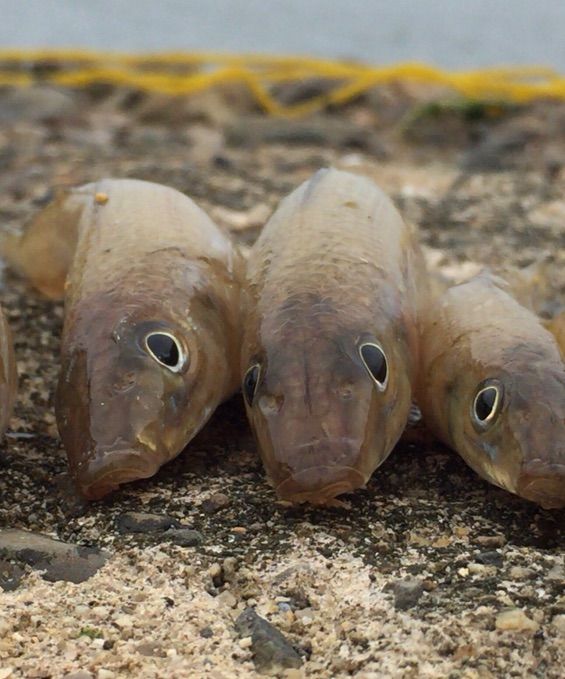 釣りブロガーさんへ ブサイクな魚教えて Blue Tetristの釣りノート 釣りブロガーさんへ ブサイクな魚教えて Blue Tetristの釣りノート
