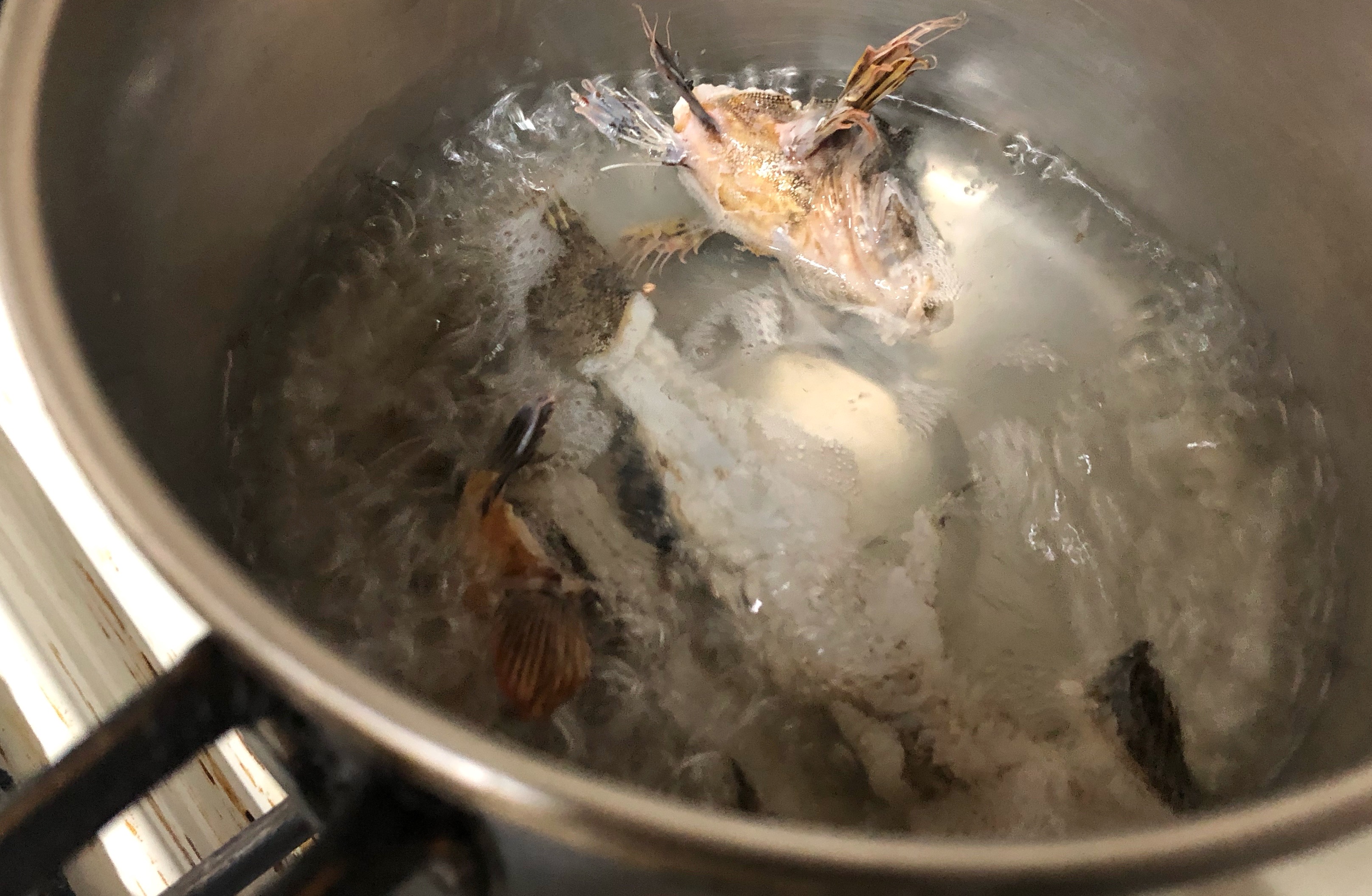 料理の奇跡 小さなクジメが絶品スープに Blue Tetristの釣りノート 料理の奇跡 小さなクジメが絶品スープに Blue Tetristの釣りノート