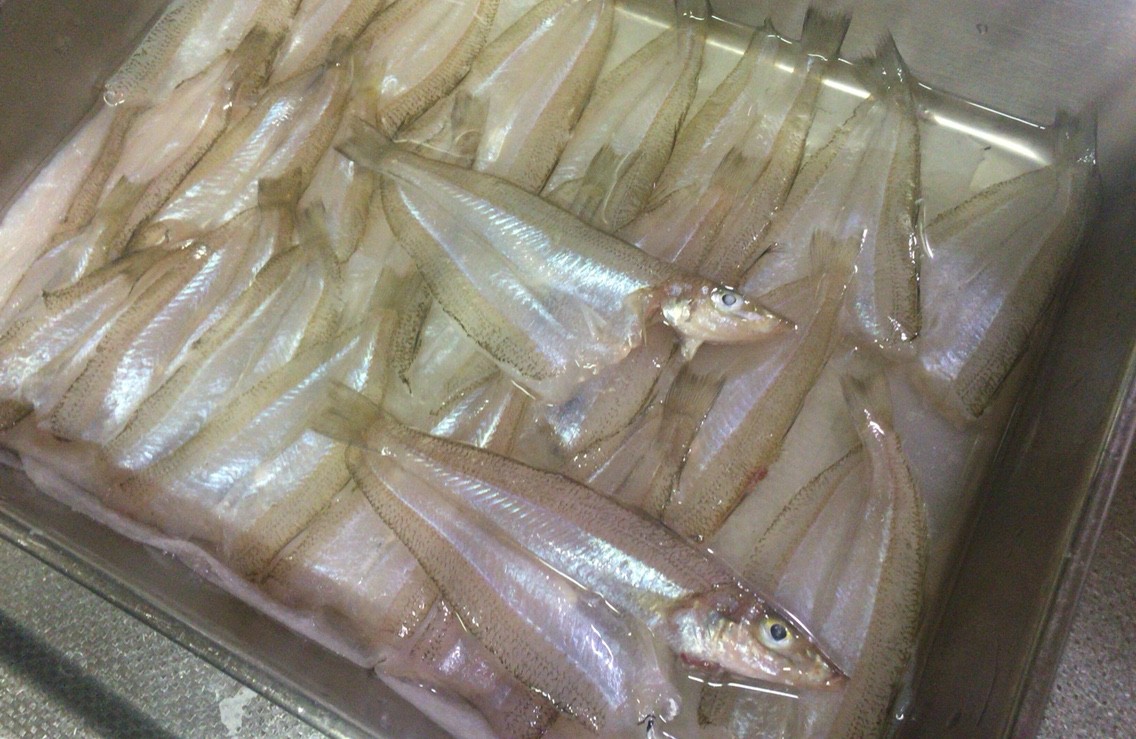 計量なし 小さなキスやアジをみりん干し Blue Tetristの釣りノート