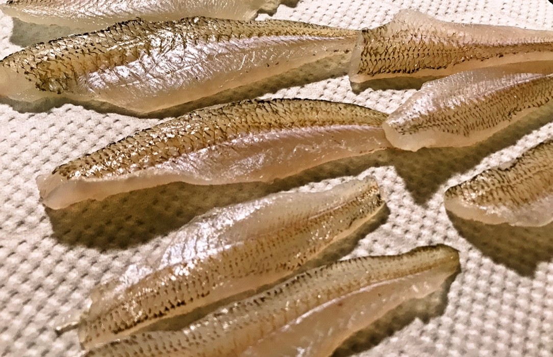 釣魚料理図鑑 我が家でさばこう うまい魚１０１ 西潟正人 欲しいの
