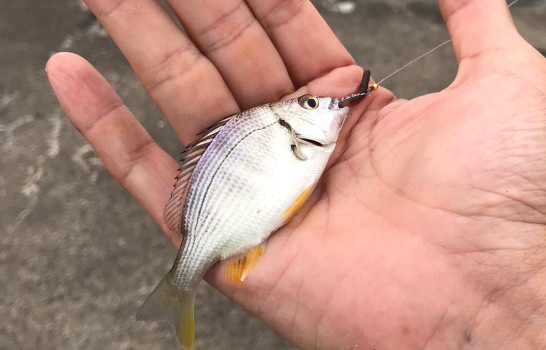 実戦 雨の後の濁り対策 場所選びと自作キス釣り仕掛けを公開 Blue Tetristの釣りノート 実戦 雨の後の濁り対策 場所選びと自作キス釣り仕掛けを公開 Blue Tetristの釣りノート