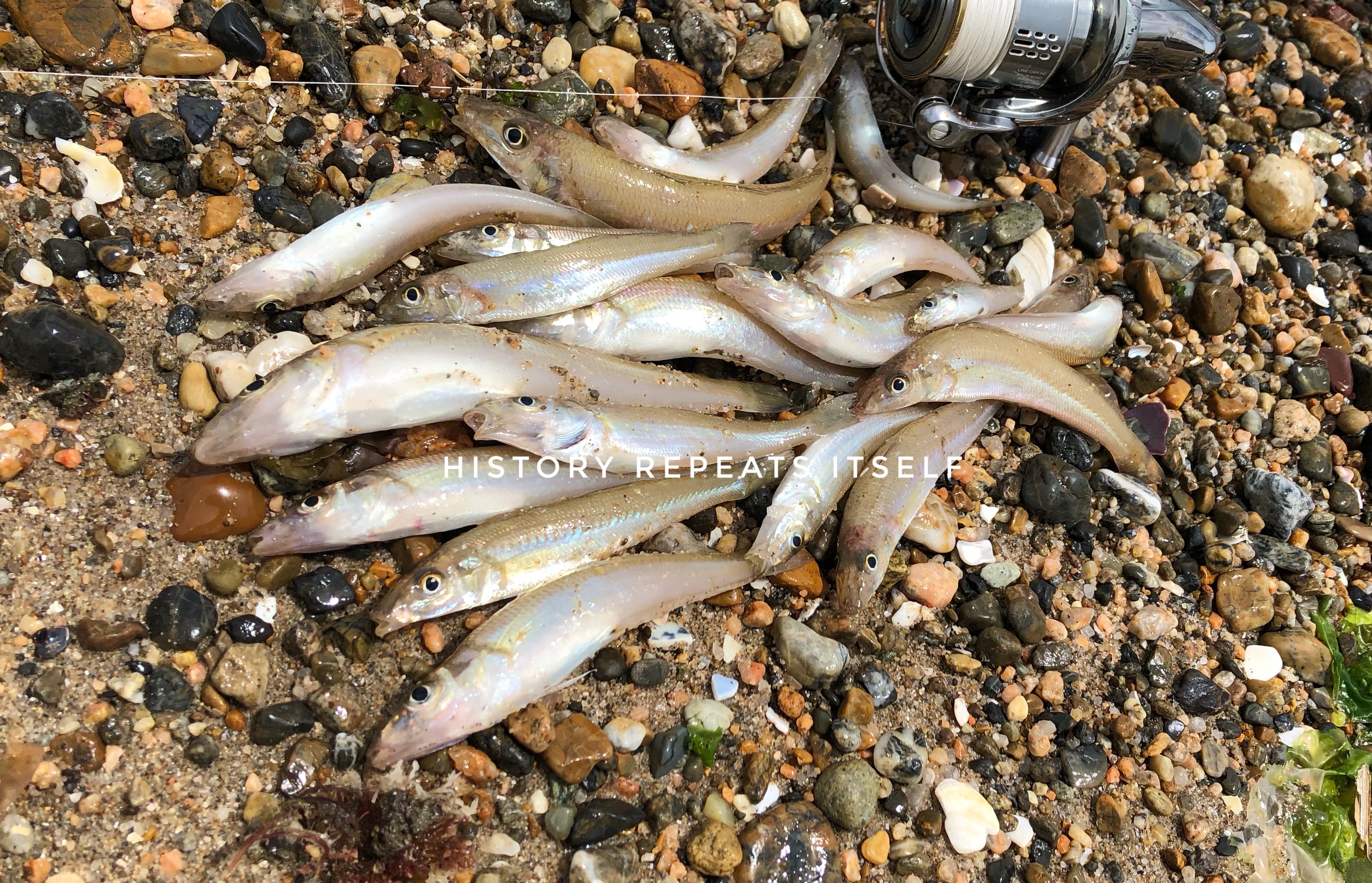 6 お財布に優しい須磨のキス釣りは最後にカレイも Blue Tetristの釣りノート 6 お財布に優しい須磨のキス釣りは最後にカレイも Blue Tetristの釣りノート