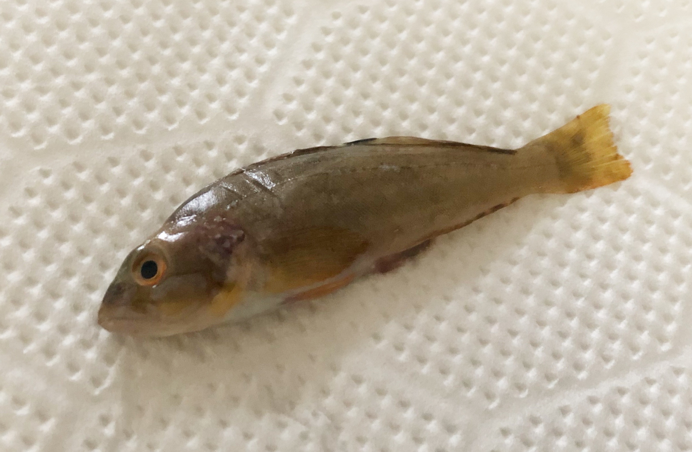 小さな高級魚 アブ新の釣り方と食べ方 踊り串唐揚げと南蛮漬け Blue Tetristの釣りノート