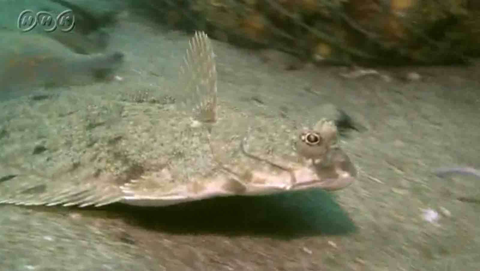 仮説 カレイの時合に法則は無い Blue Tetristの釣りノート