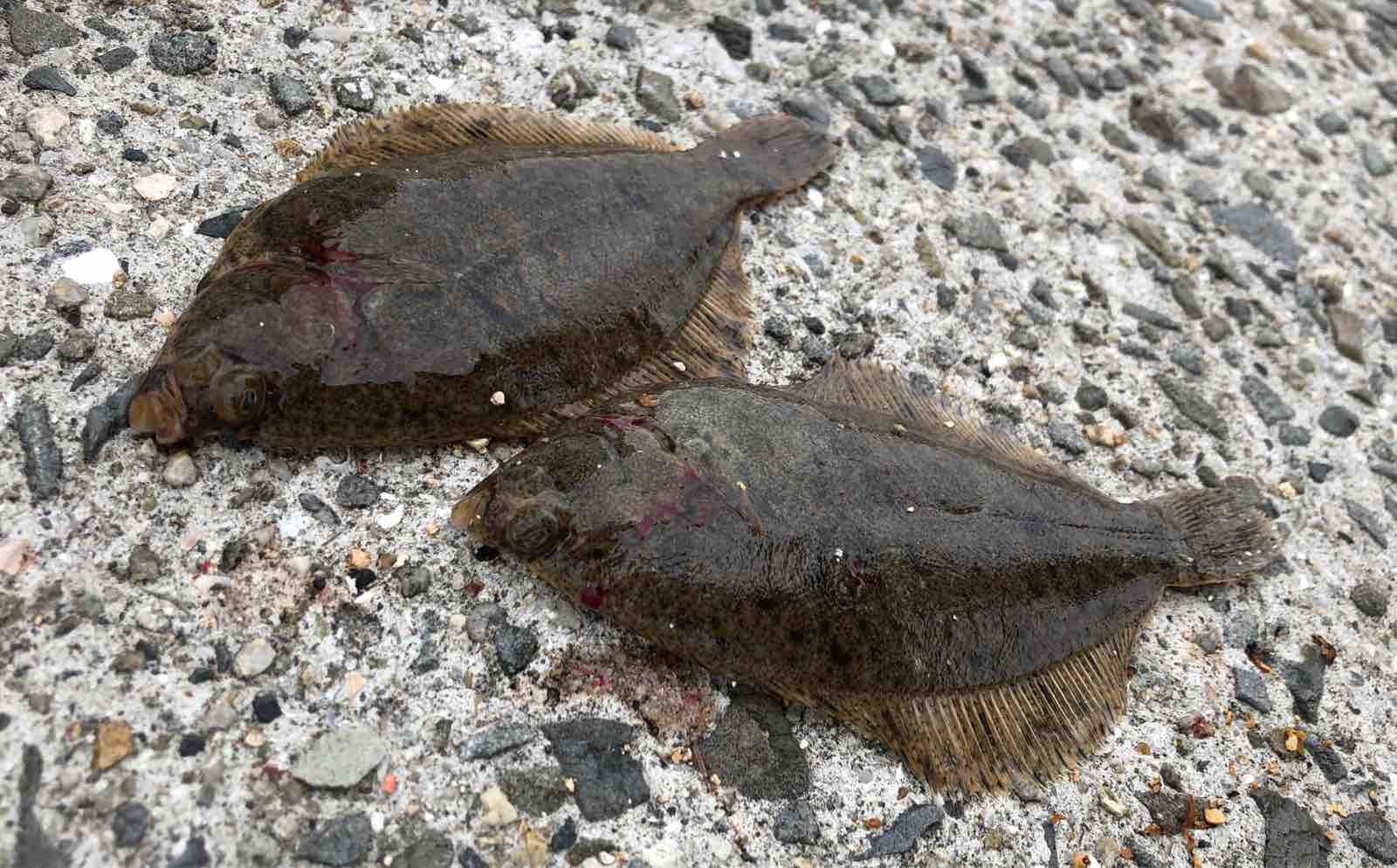 ボウズよりはいいけれど 手のひらカレイ5連発 Blue Tetristの釣りノート