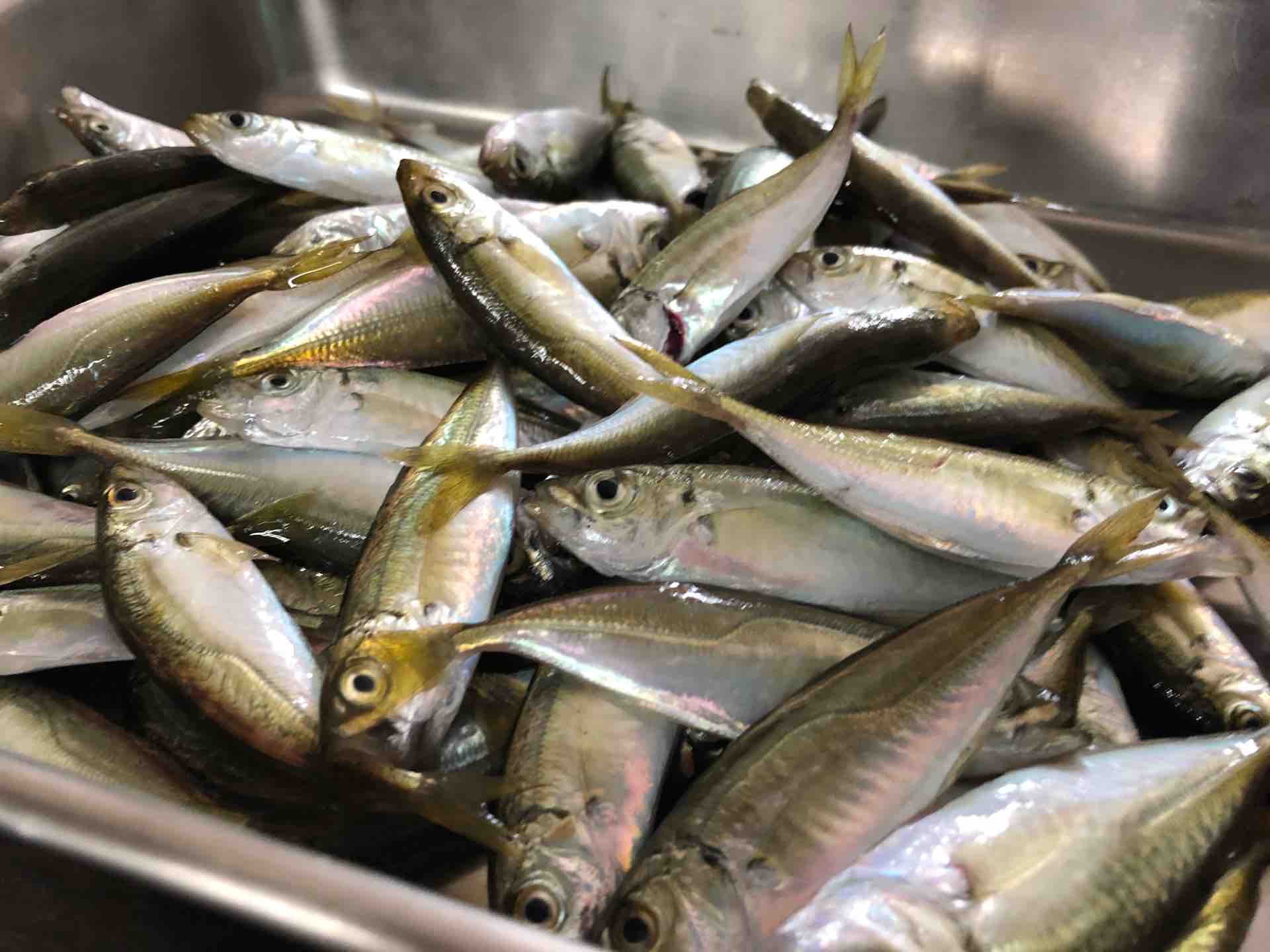 6 16須磨へ急げ 豆アジで唐揚げ 南蛮漬け Blue Tetristの釣りノート