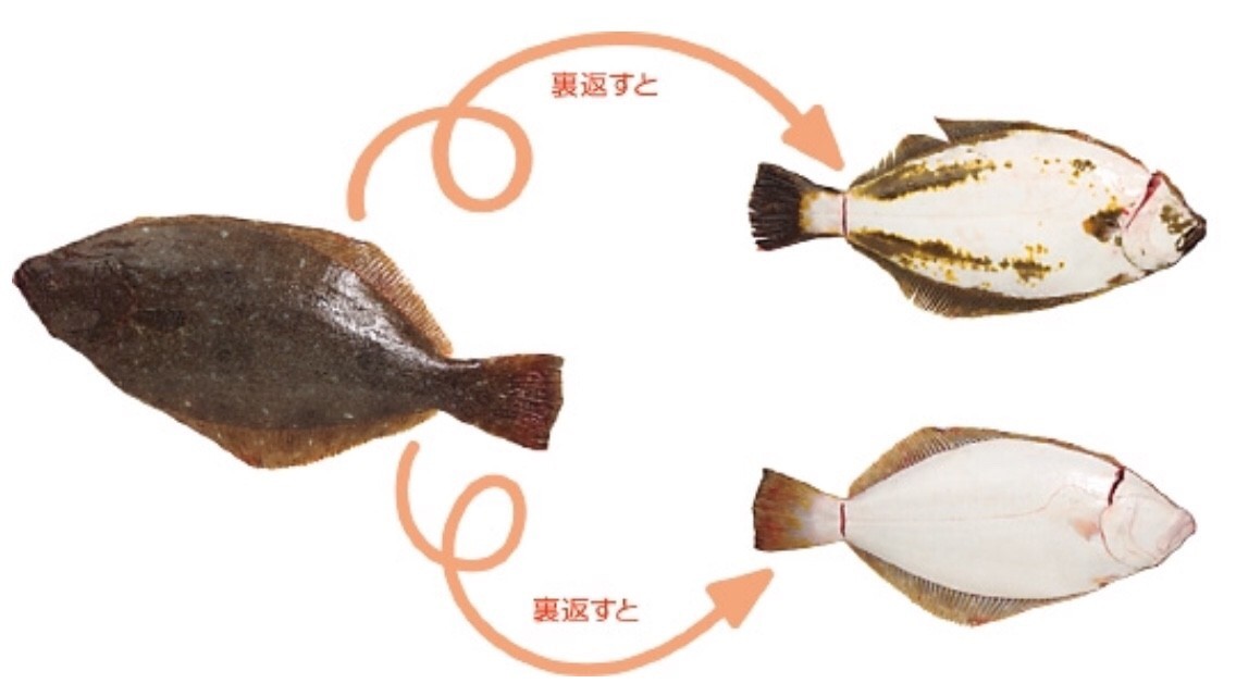 はじめてのちょい投げヒラメ釣り 基礎知識編 Blue Tetristの釣りノート