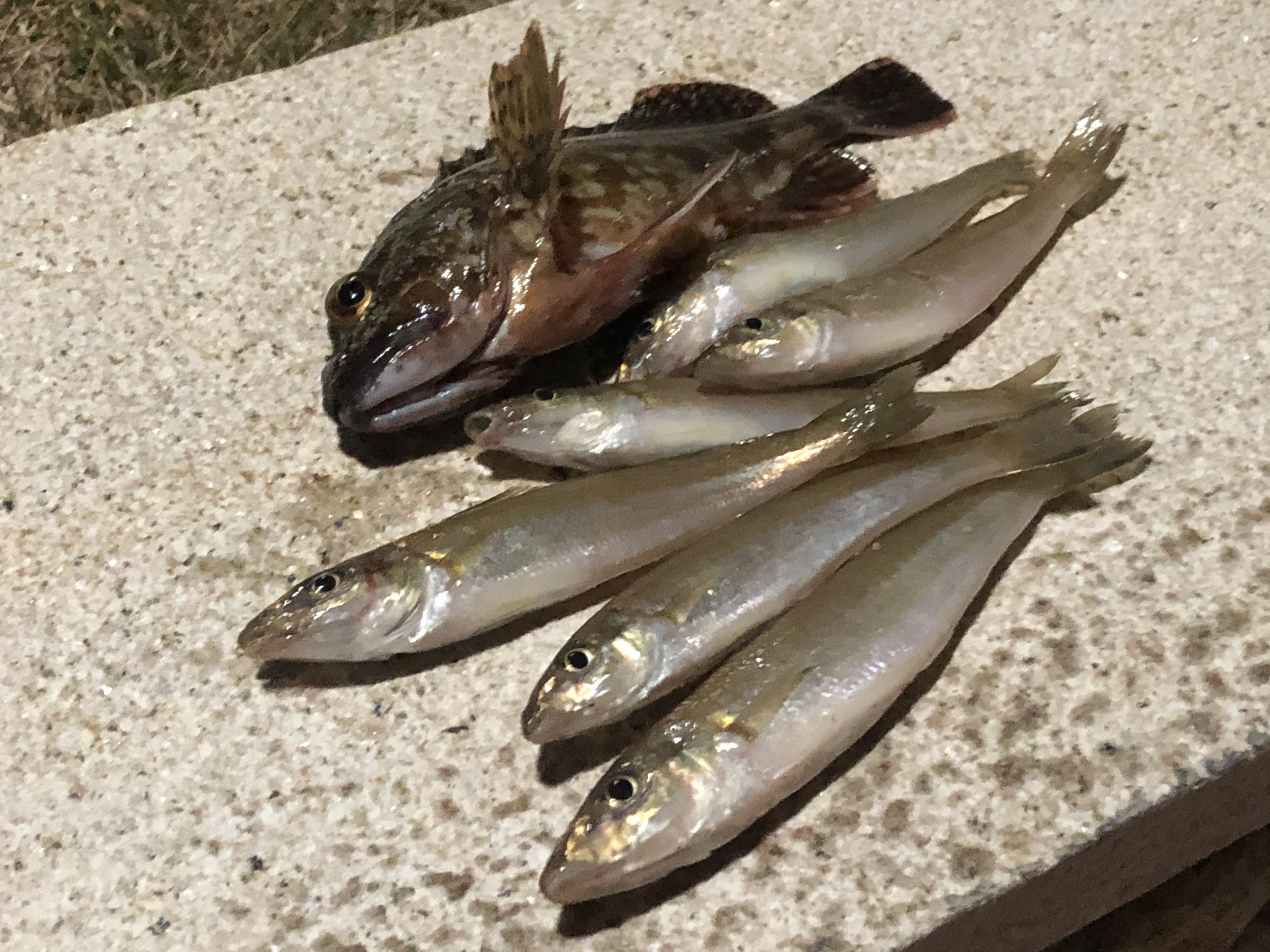 冬のちょい投げは根掛かりに強いキャロでボウズ逃れ 大物狙い Blue Tetristの釣りノート 冬のちょい投げは根掛かりに強いキャロでボウズ逃れ 大物狙い Blue Tetristの釣りノート