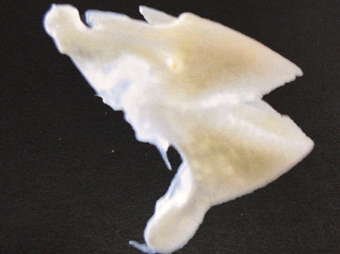 魚 歯 標本 自由研究 Www Wp Snigre Com